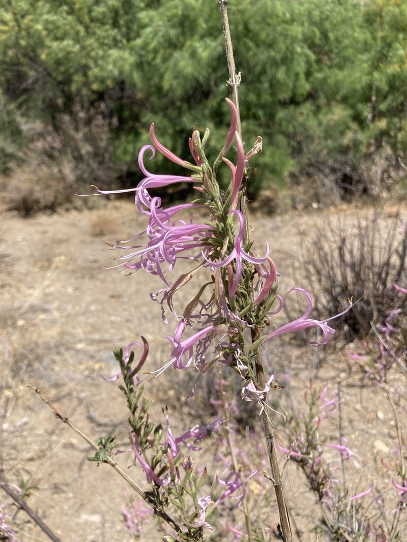Dwarf Desert Honeysuckle photo 2
