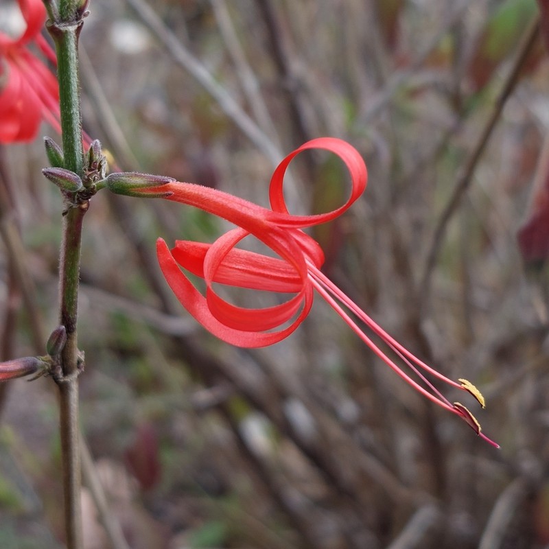 Anisacanthus pumilus photo 2