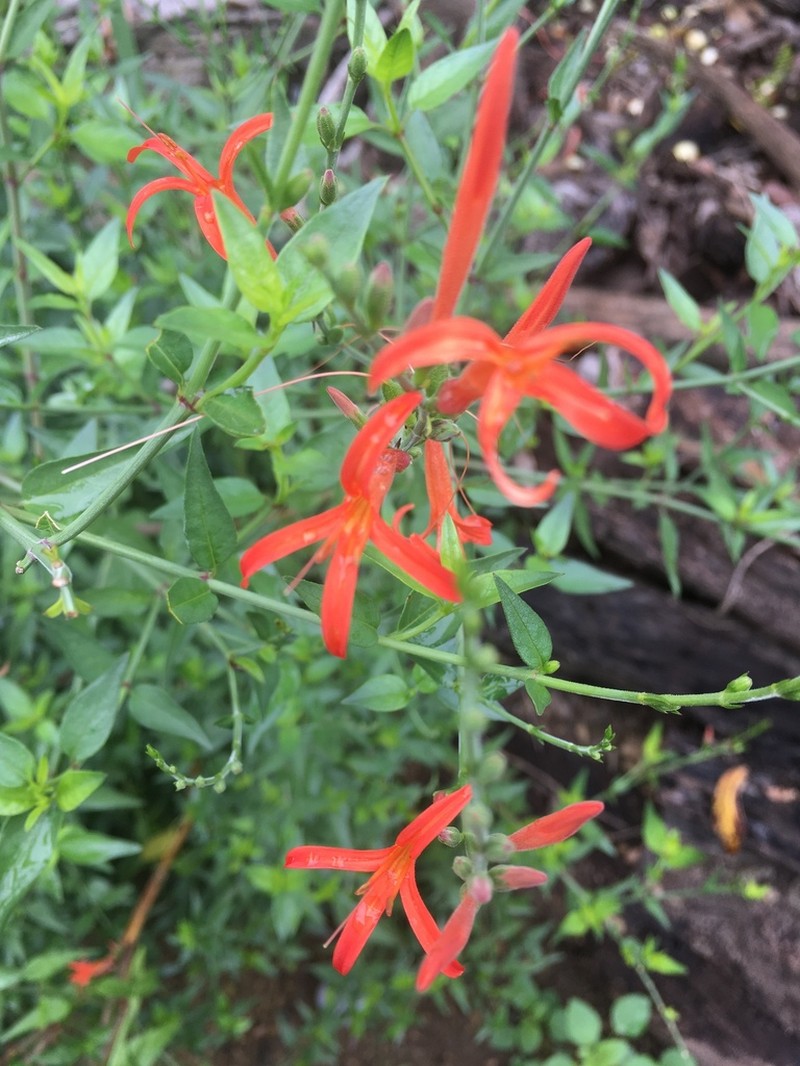 Wright's Desert Honeysuckle photo 2