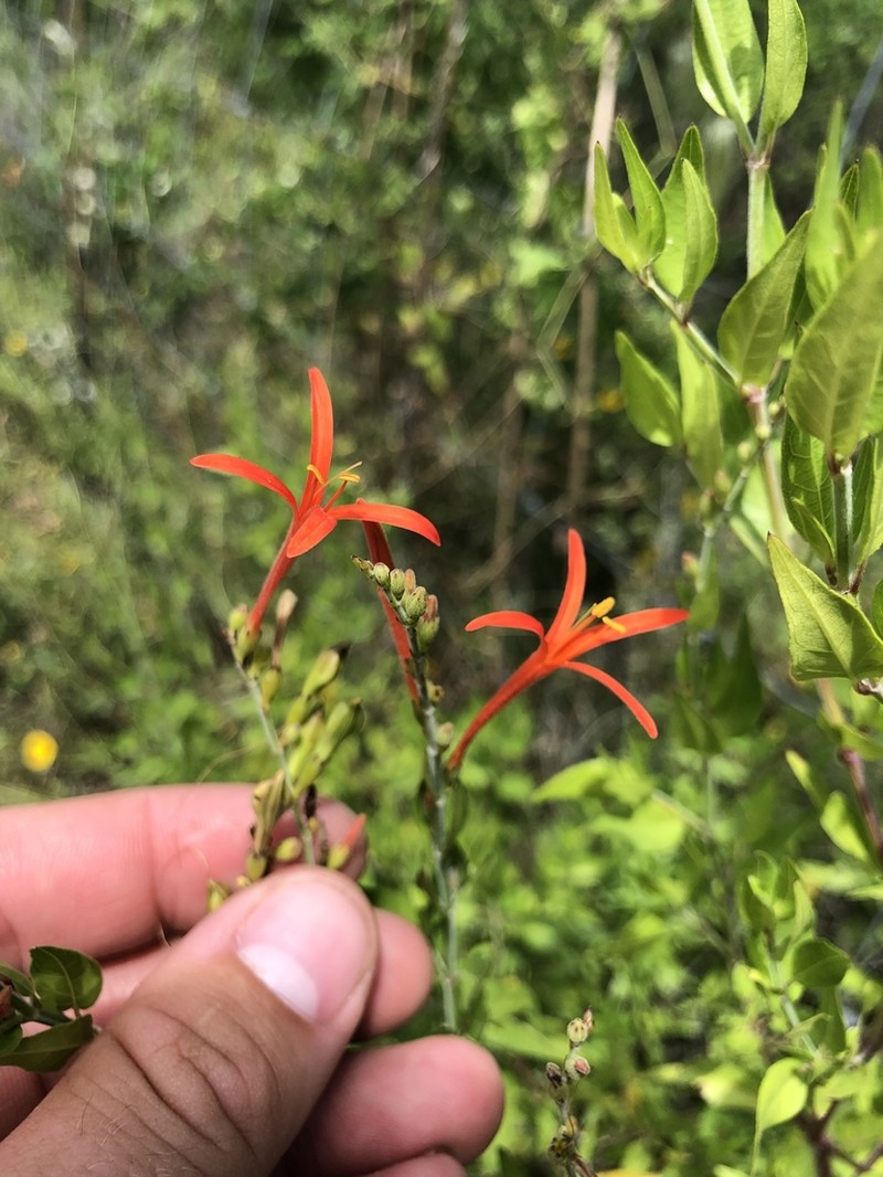 Wright's Desert Honeysuckle photo 4