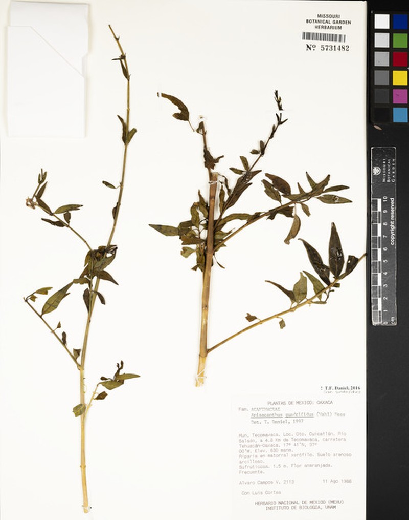 Anisacanthus quadrifidus var. quadrifidus