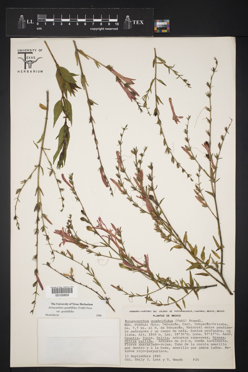 Anisacanthus quadrifidus var. quadrifidus photo 2
