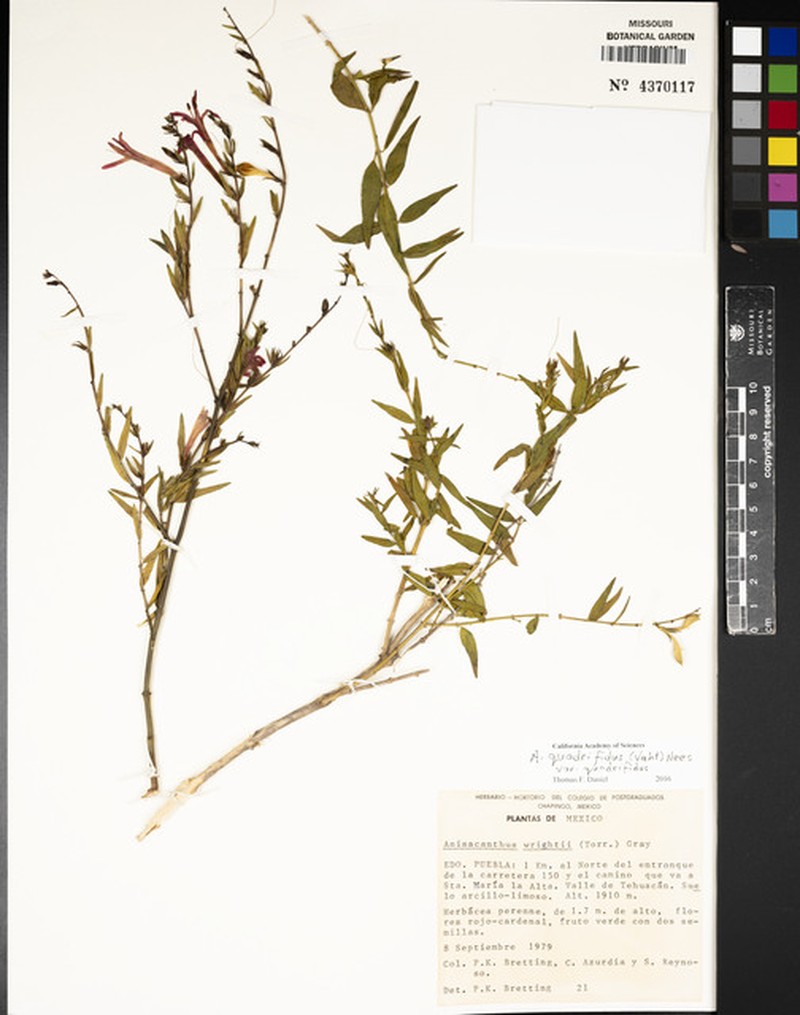 Anisacanthus quadrifidus var. quadrifidus photo 3