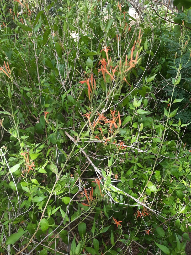 Anisacanthus junceus