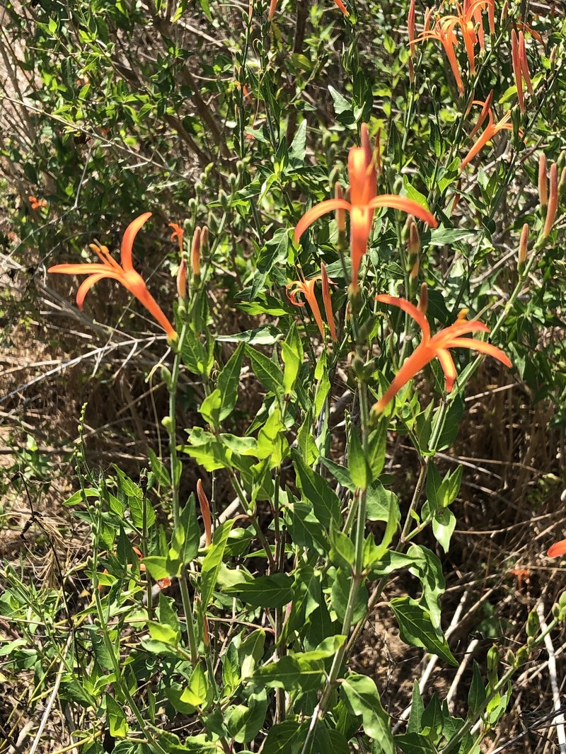 Anisacanthus junceus photo 2