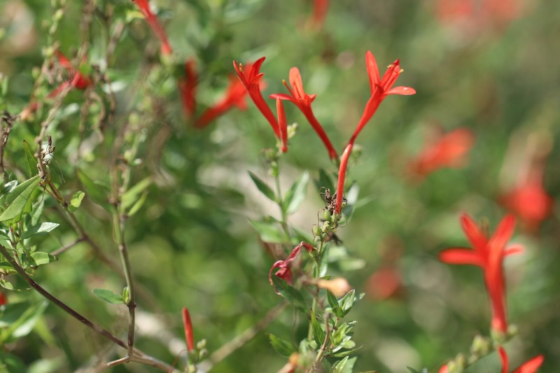 Anisacanthus junceus photo 3