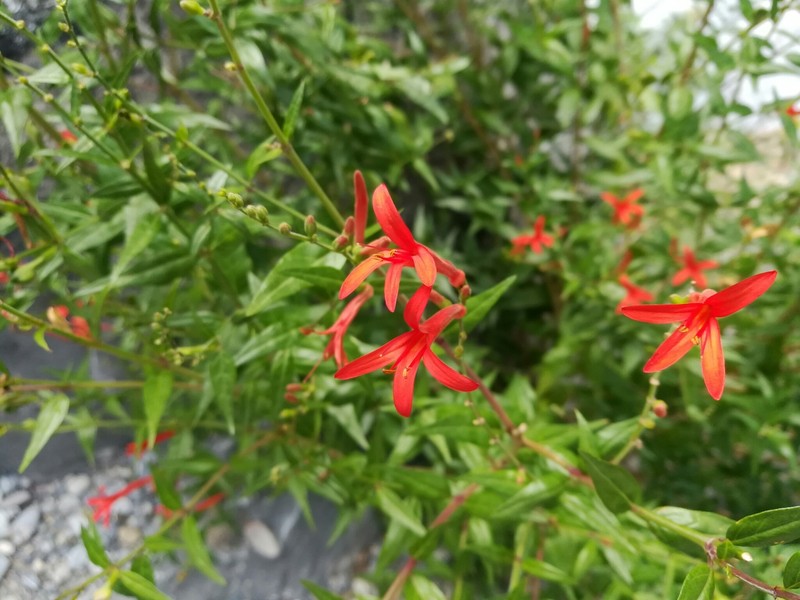 Anisacanthus junceus photo 4
