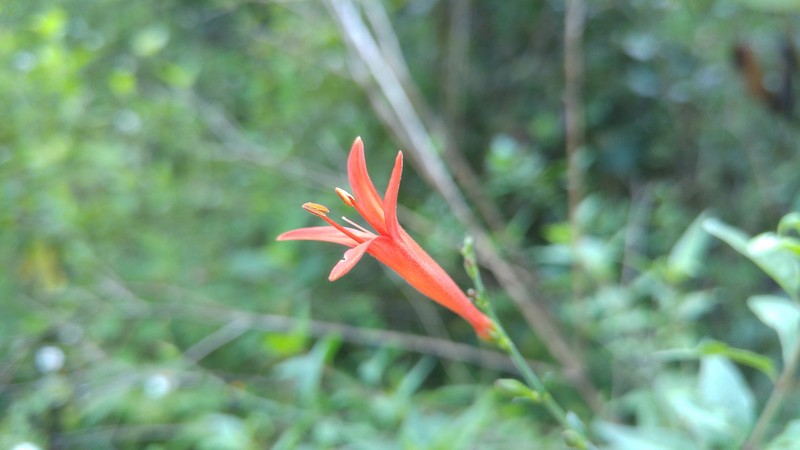 Anisacanthus junceus photo 5