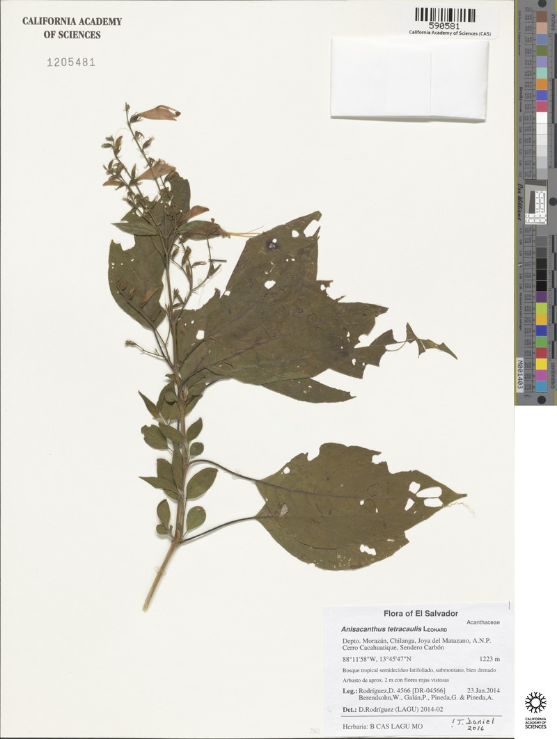 Anisacanthus tetracaulis