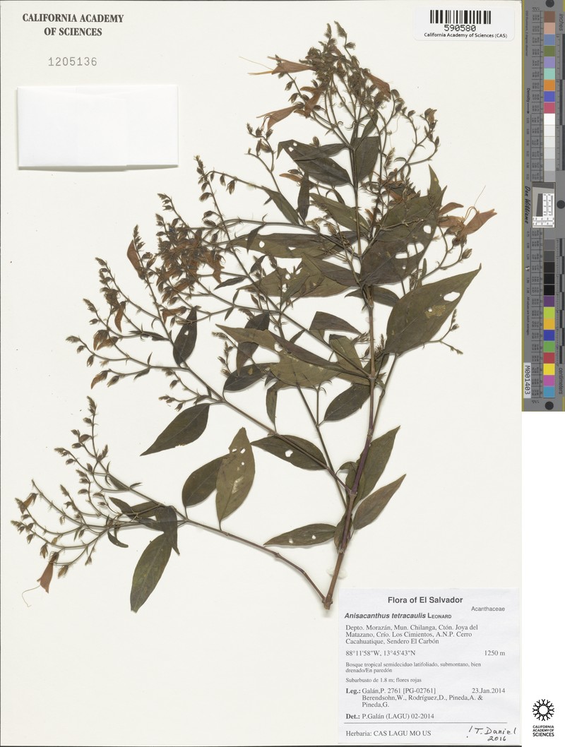 Anisacanthus tetracaulis photo 2