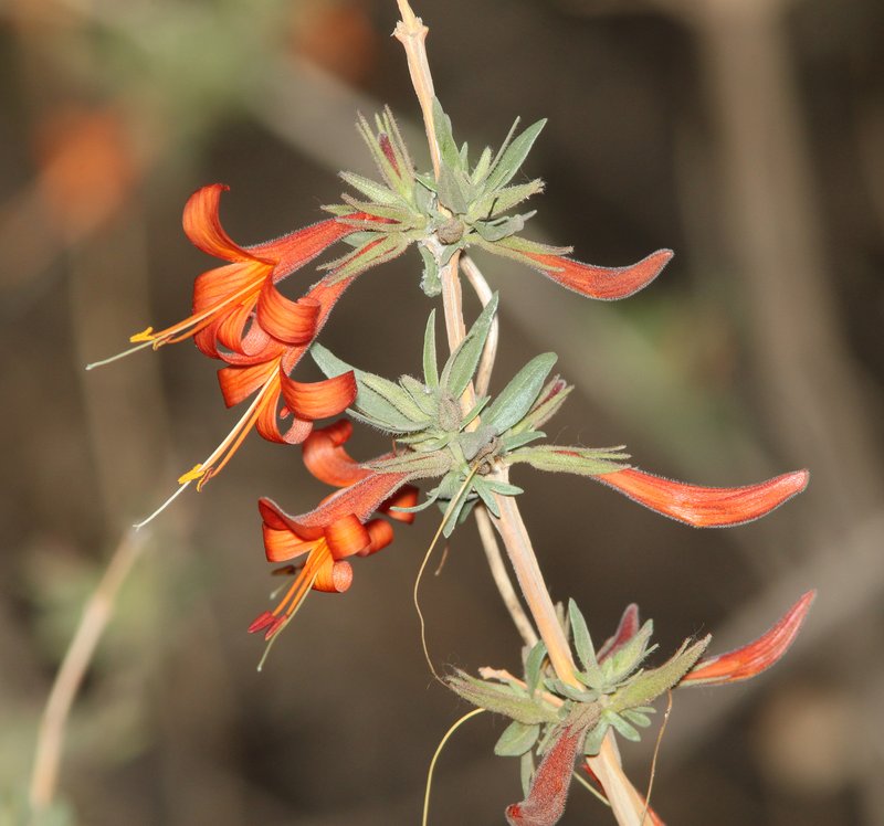 Thurber's Desert Honeysuckle