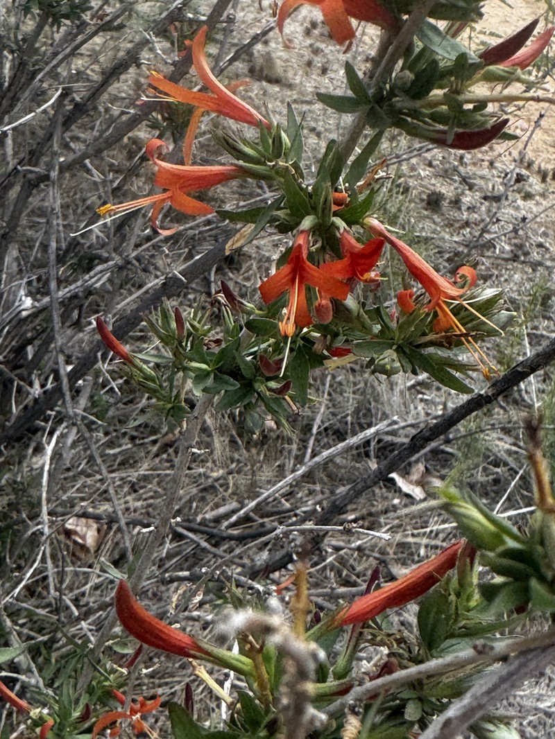 Thurber's Desert Honeysuckle