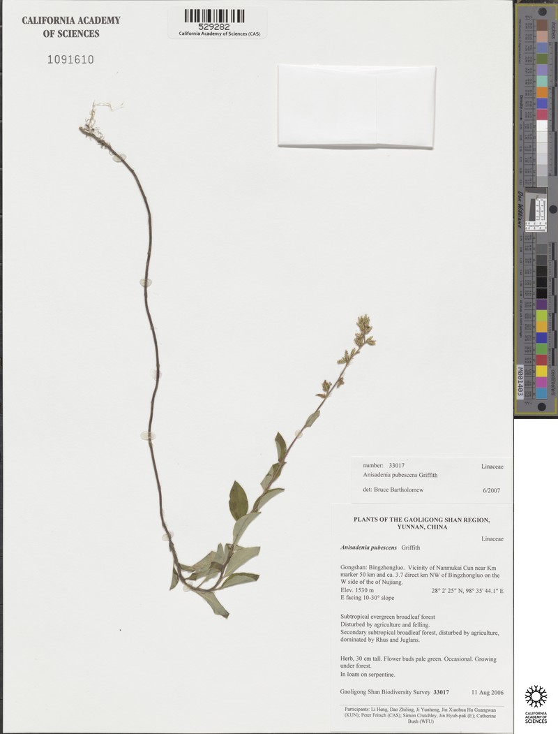 Anisadenia pubescens