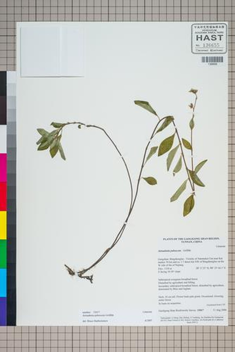 Anisadenia pubescens photo 2