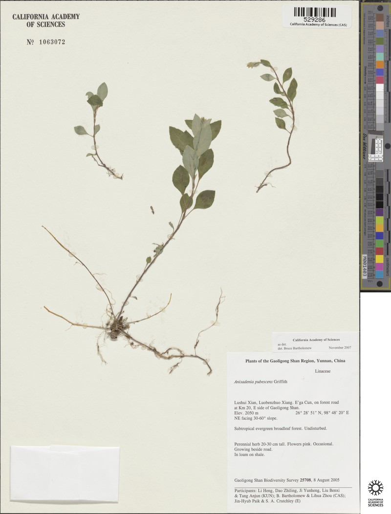 Anisadenia pubescens photo 3