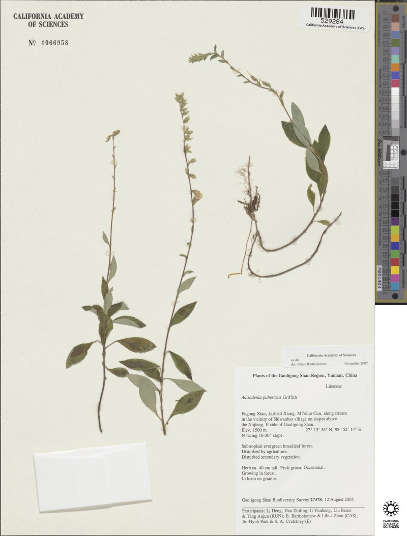 Anisadenia pubescens photo 4