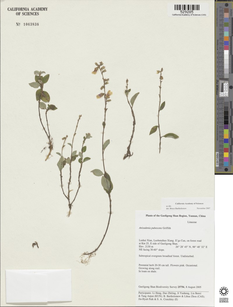Anisadenia pubescens photo 5