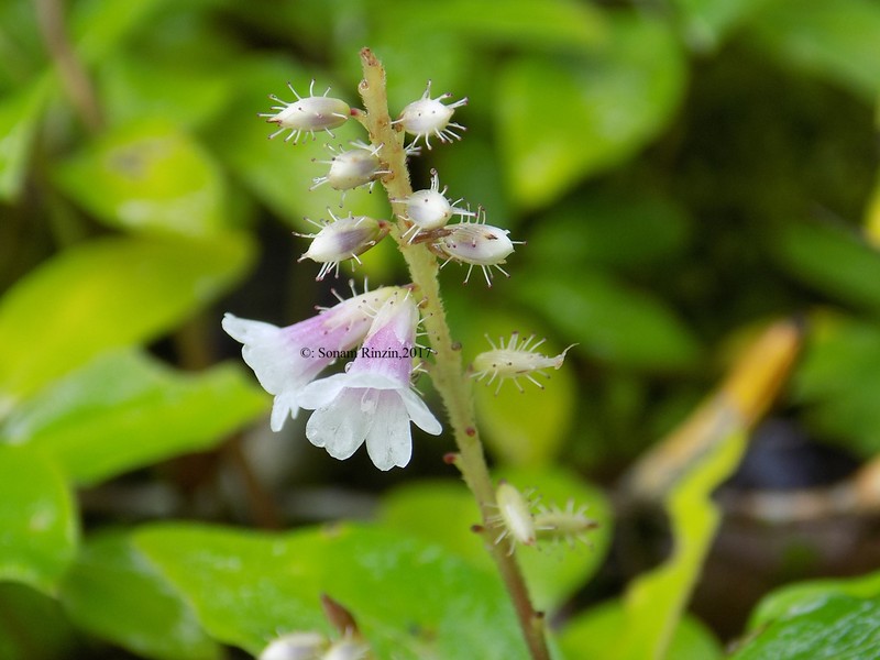 Anisadenia saxatilis
