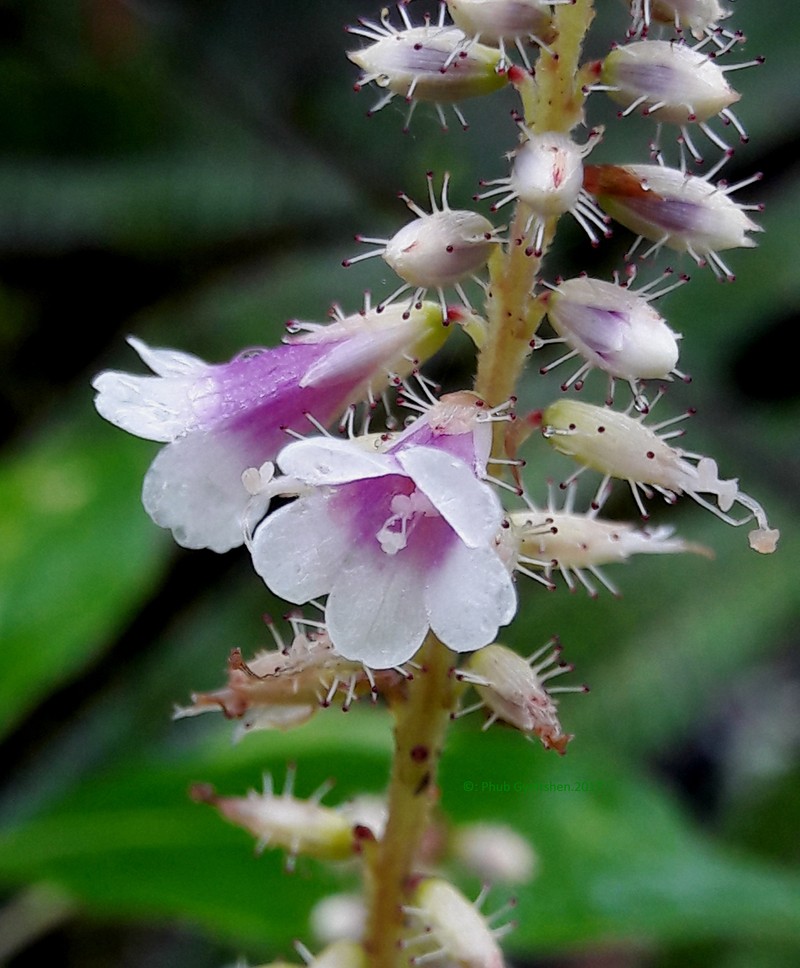 Anisadenia saxatilis photo 2