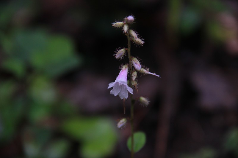 Anisadenia saxatilis photo 3