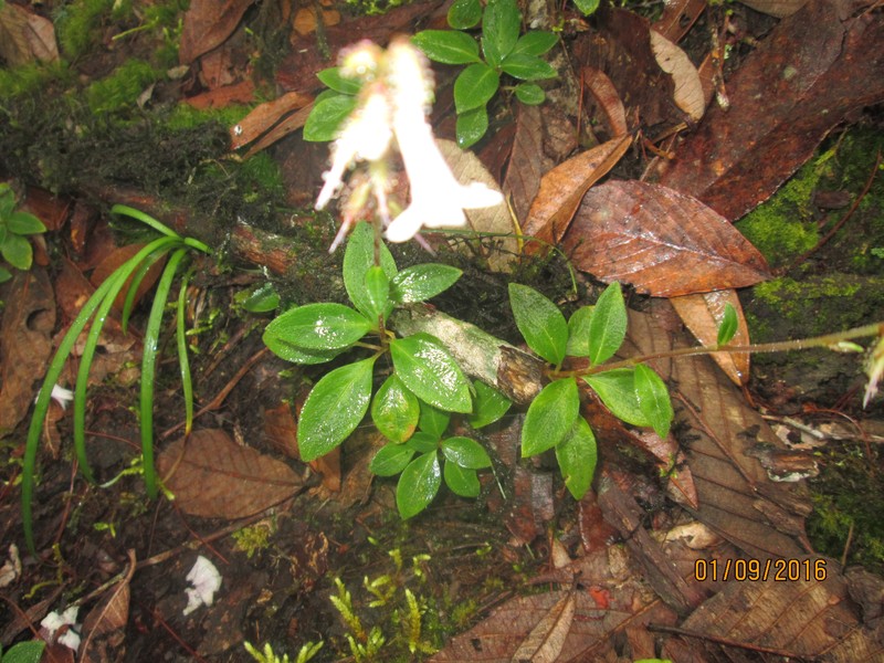 Anisadenia saxatilis photo 4