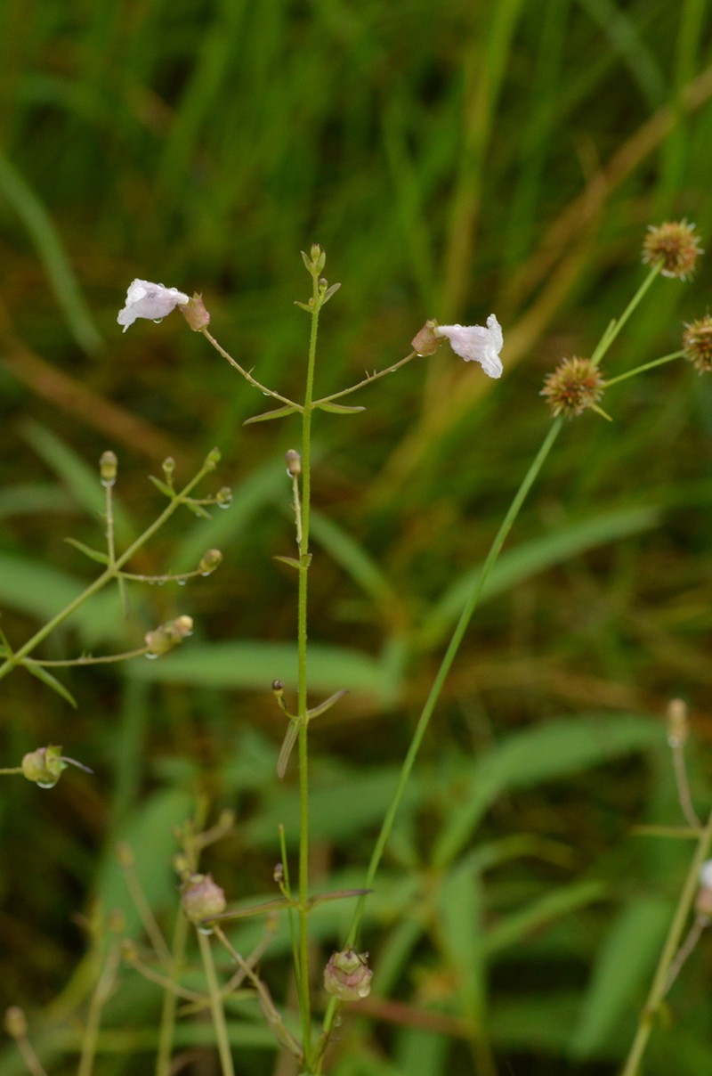 Anisantherina hispidula