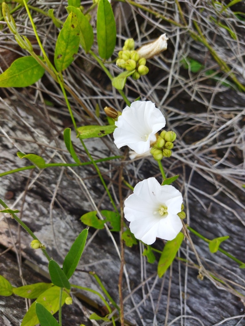 Aniseia luxurians