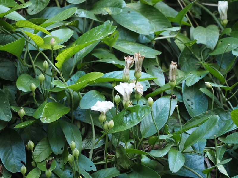 Aniseia luxurians photo 3
