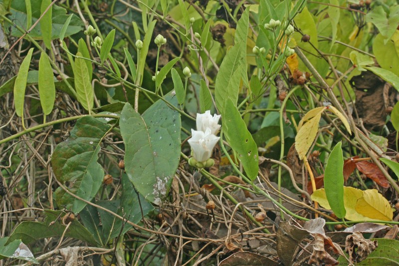 Aniseia luxurians photo 7