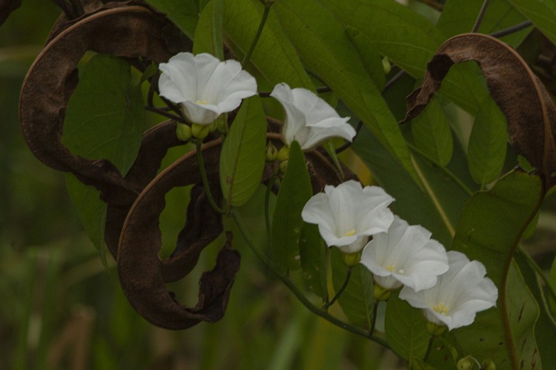 Aniseia luxurians photo 8