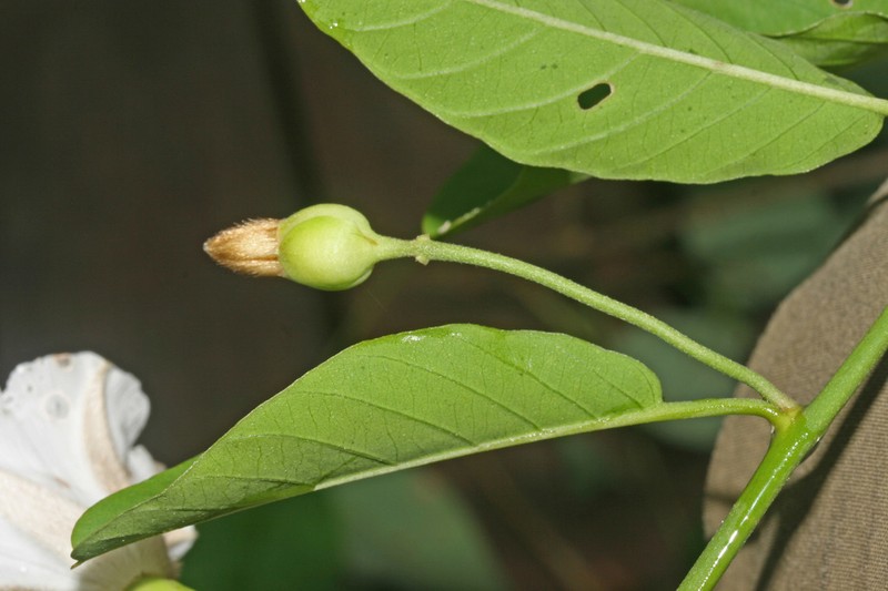 Aniseia luxurians