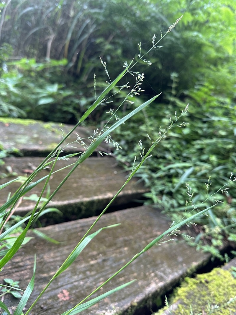 Aniselytron agrostoides