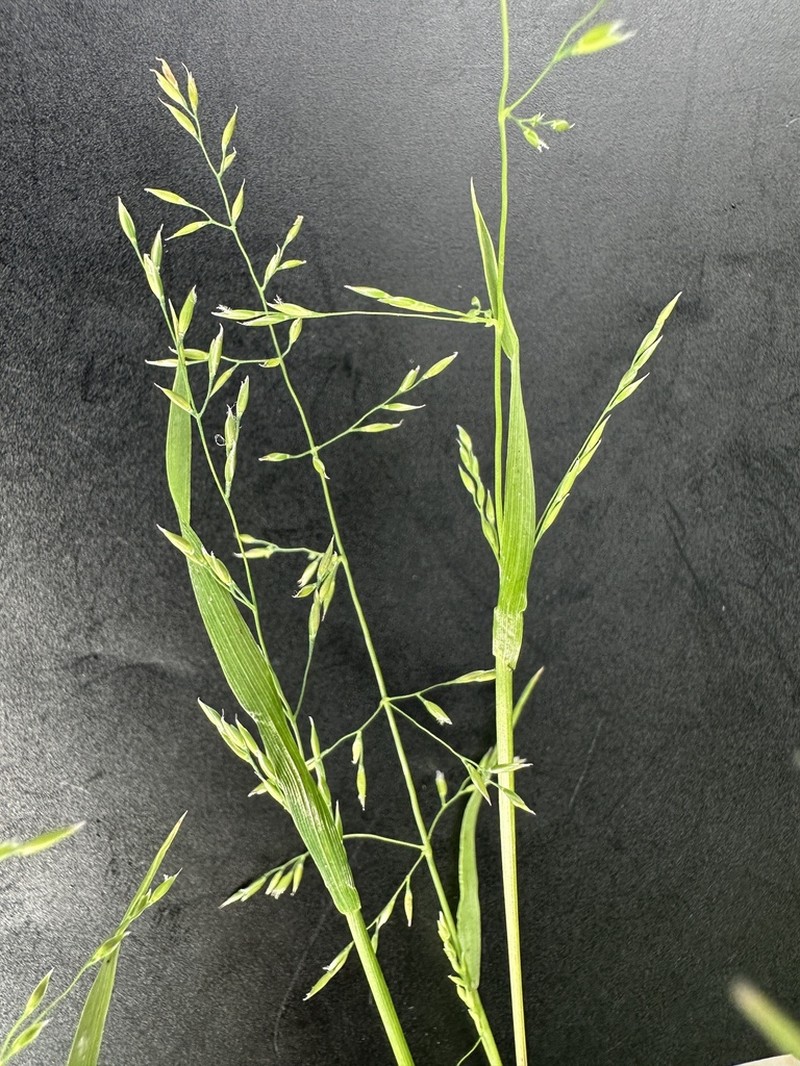 Aniselytron agrostoides photo 2
