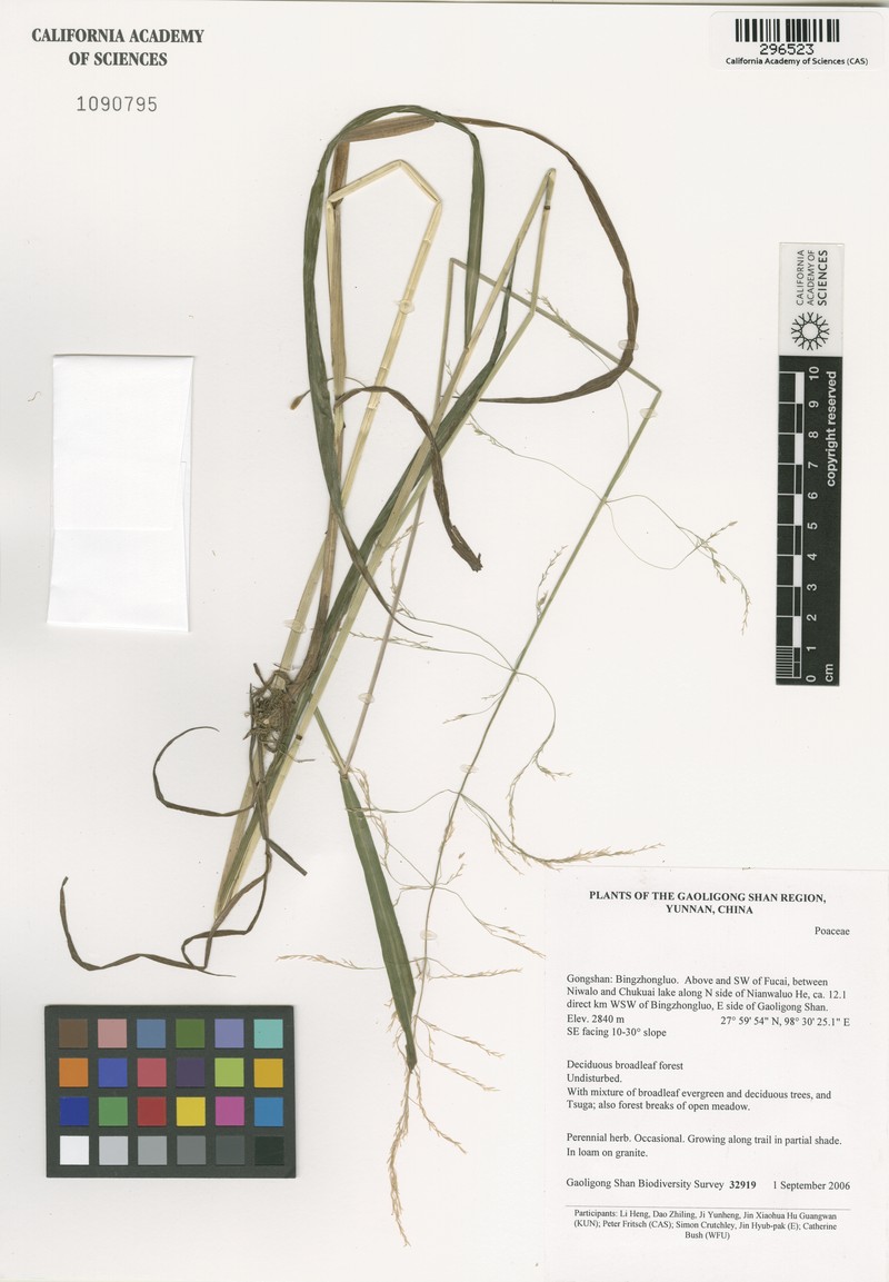 Aniselytron treutleri