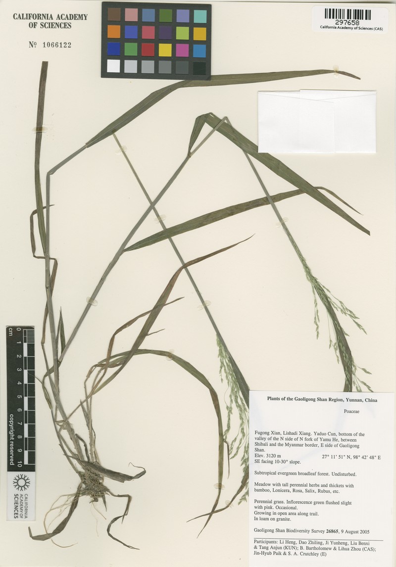 Aniselytron treutleri photo 2