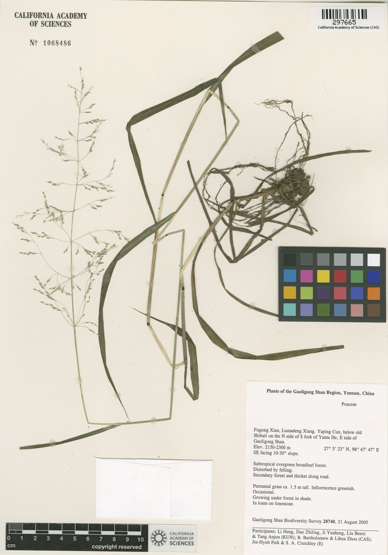 Aniselytron treutleri photo 3