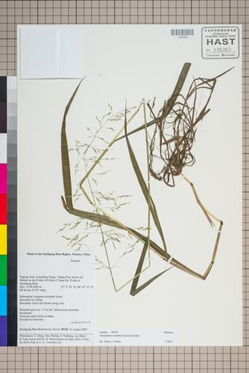 Aniselytron treutleri photo 4