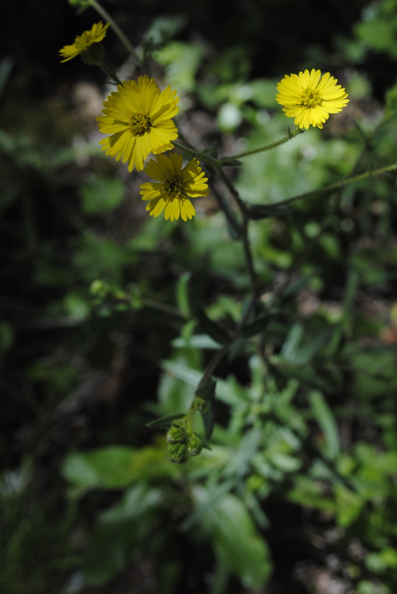 Woodland Madia