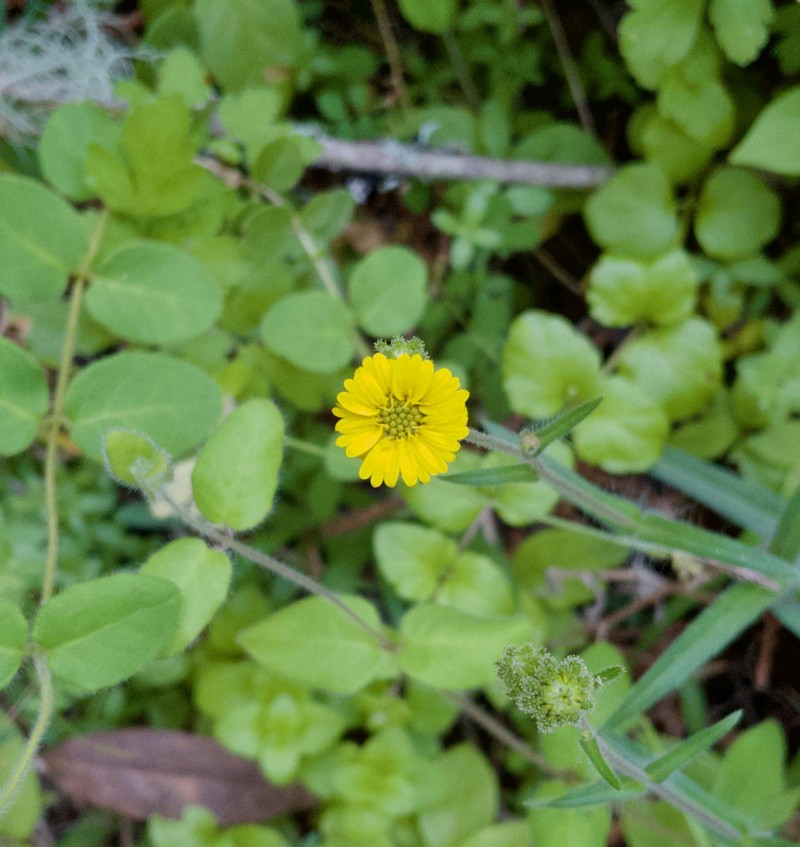 Tarweed photo 3
