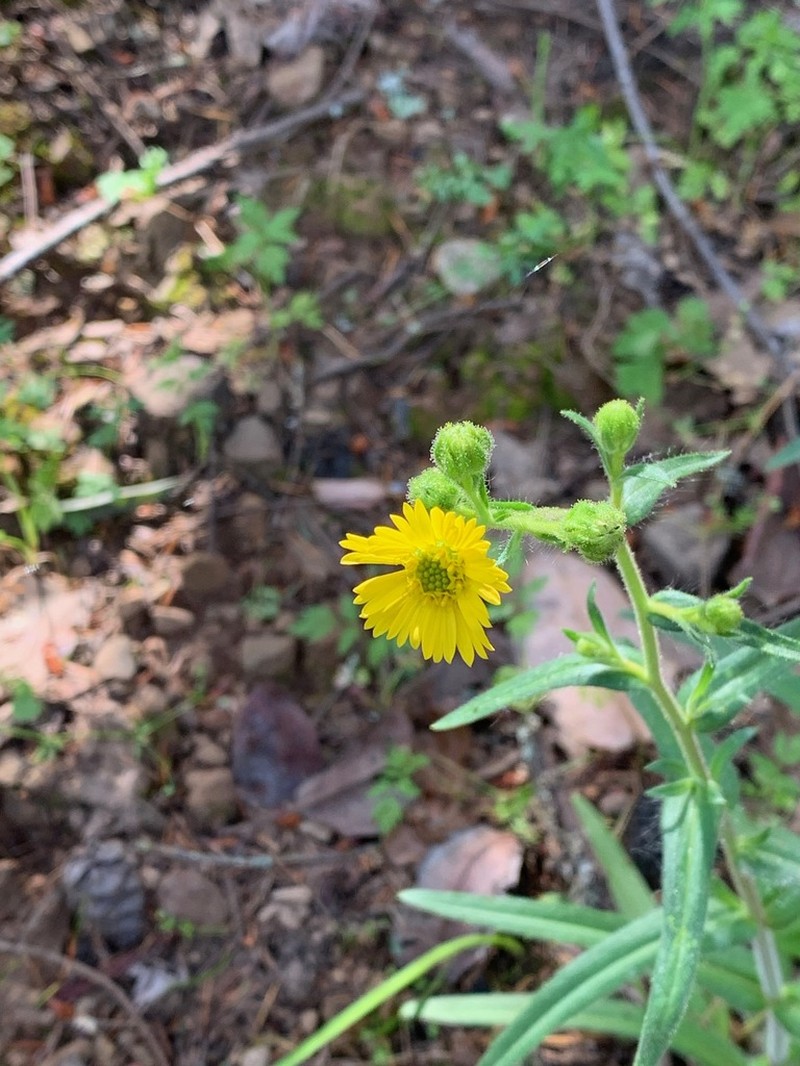 Woodland Madia photo 3