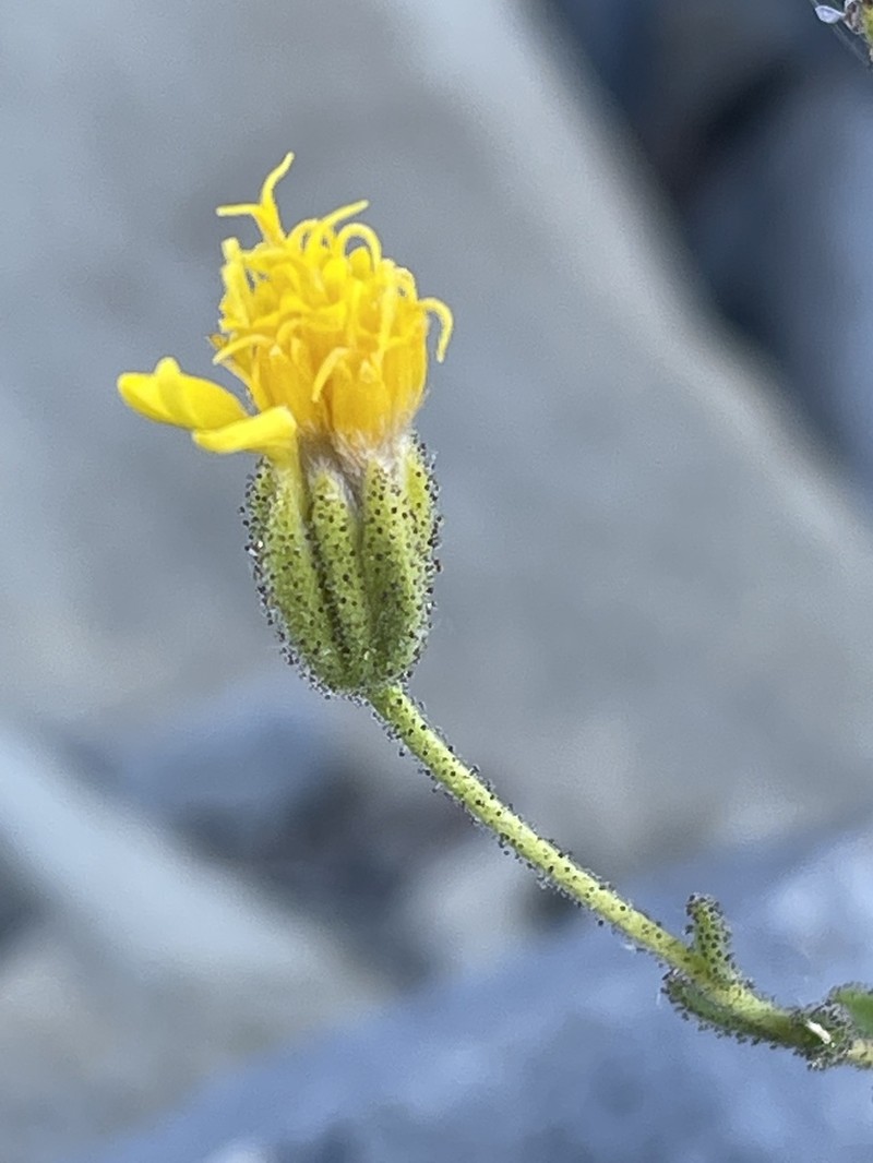 Leafy Raillardiopsis