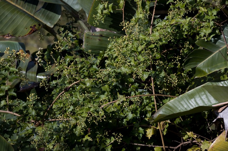 Anisochaeta mikanioides