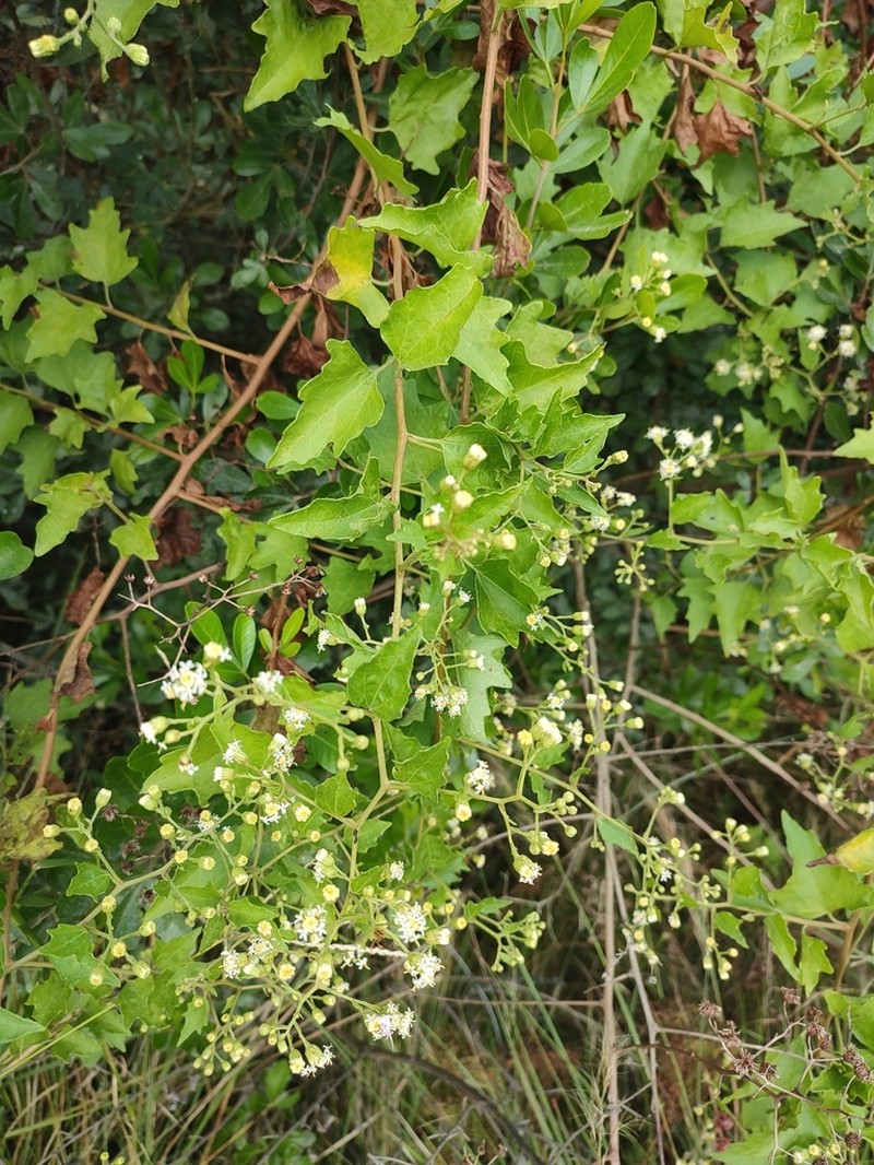 Anisochaeta mikanioides