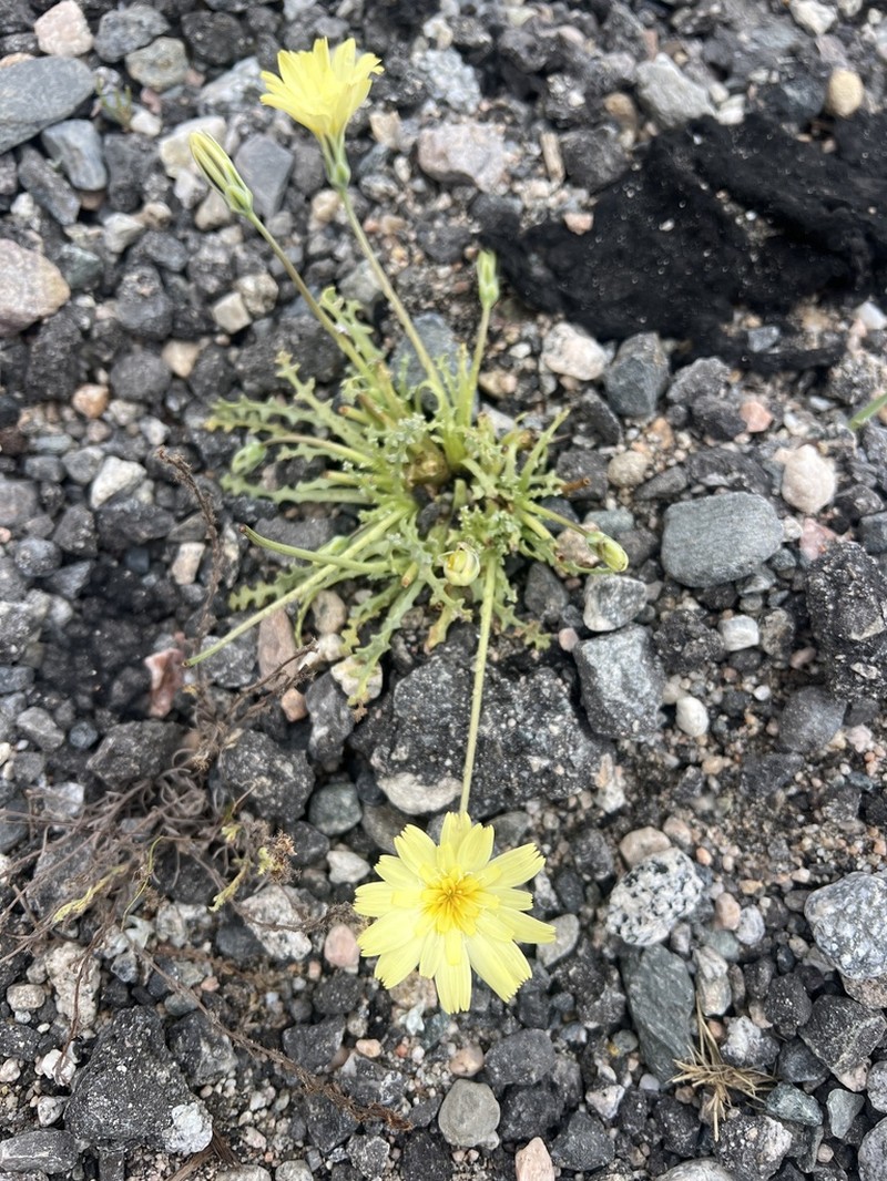 Scalebud photo 3