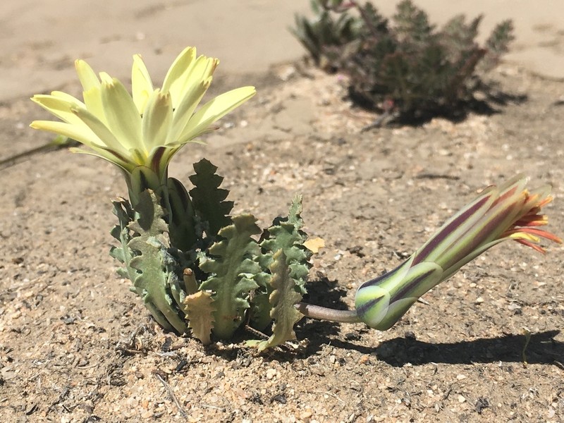 Scalebud photo 4