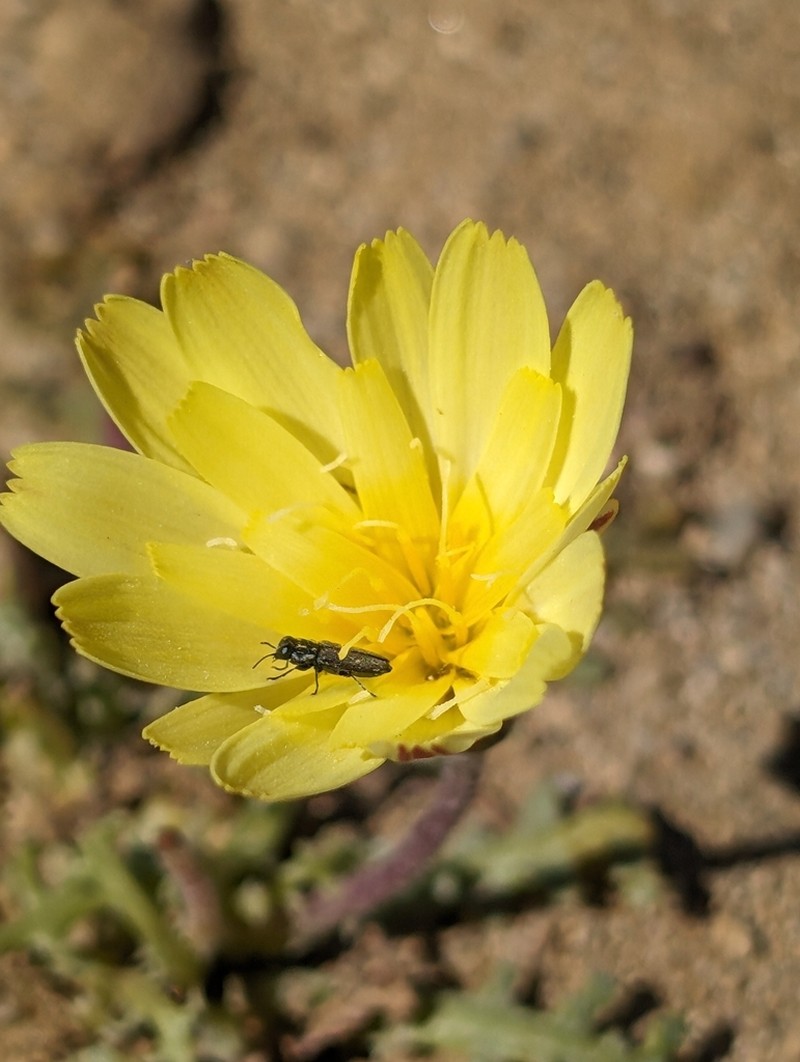Scalebud photo 5