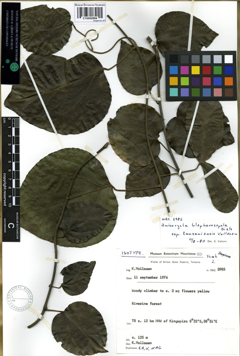 Anisocycla blepharosepala
