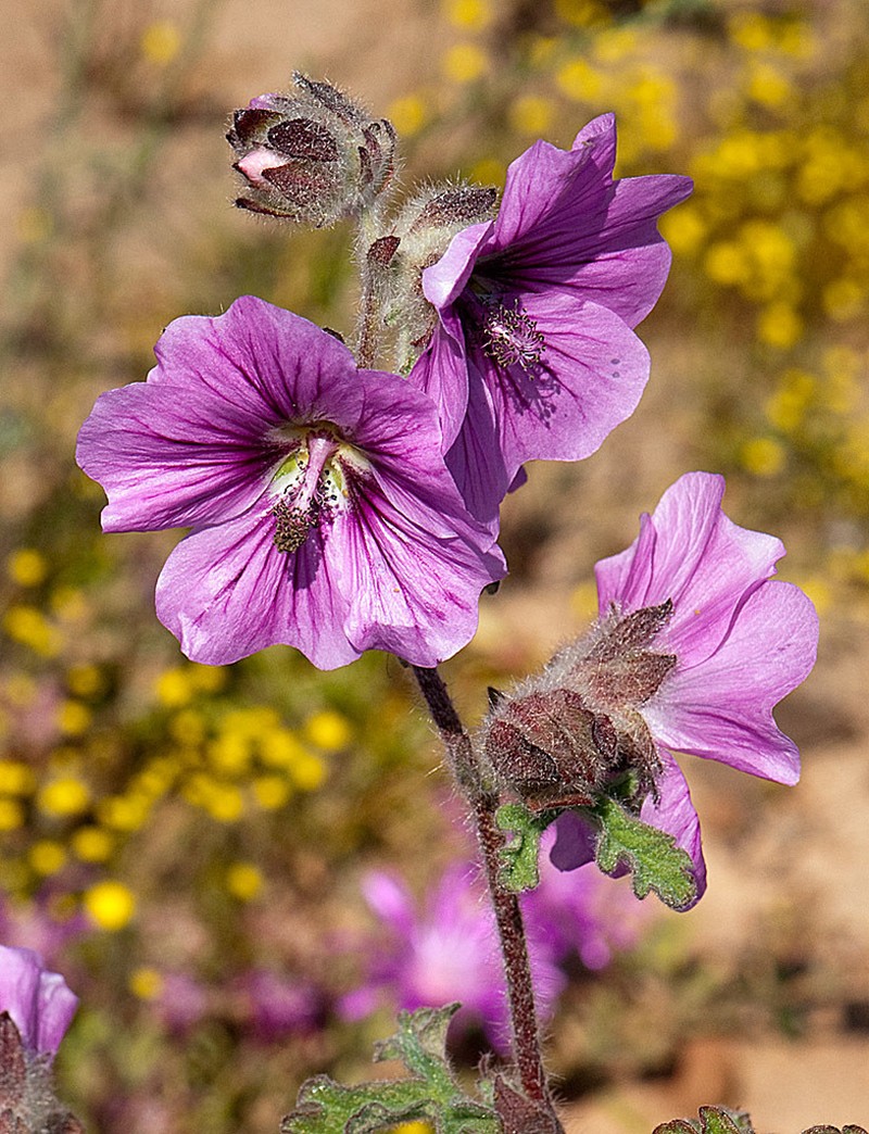 Anisodontea anomala