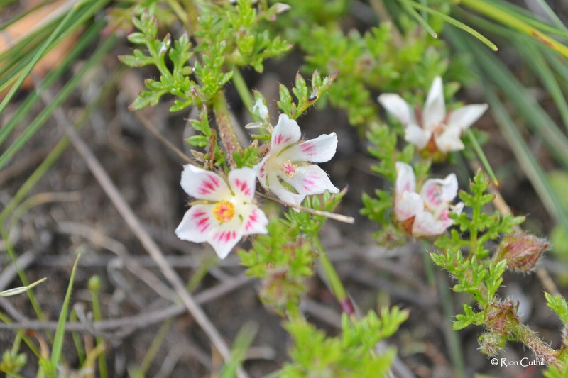 Anisodontea dissecta