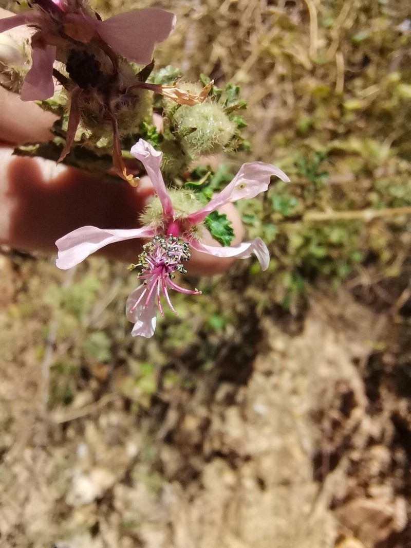Anisodontea reflexa